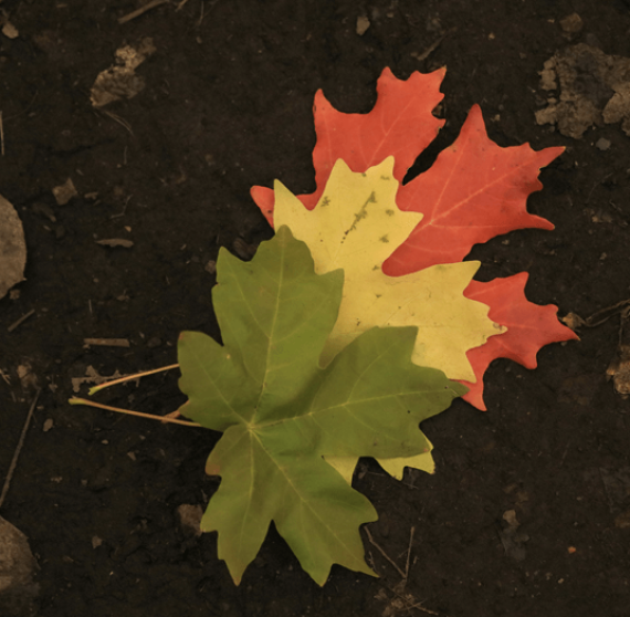 climate-action-banner