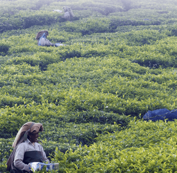 Supplier sustainability